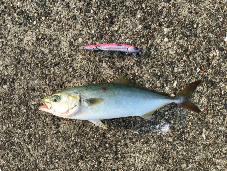 台風後ちょっと渋い